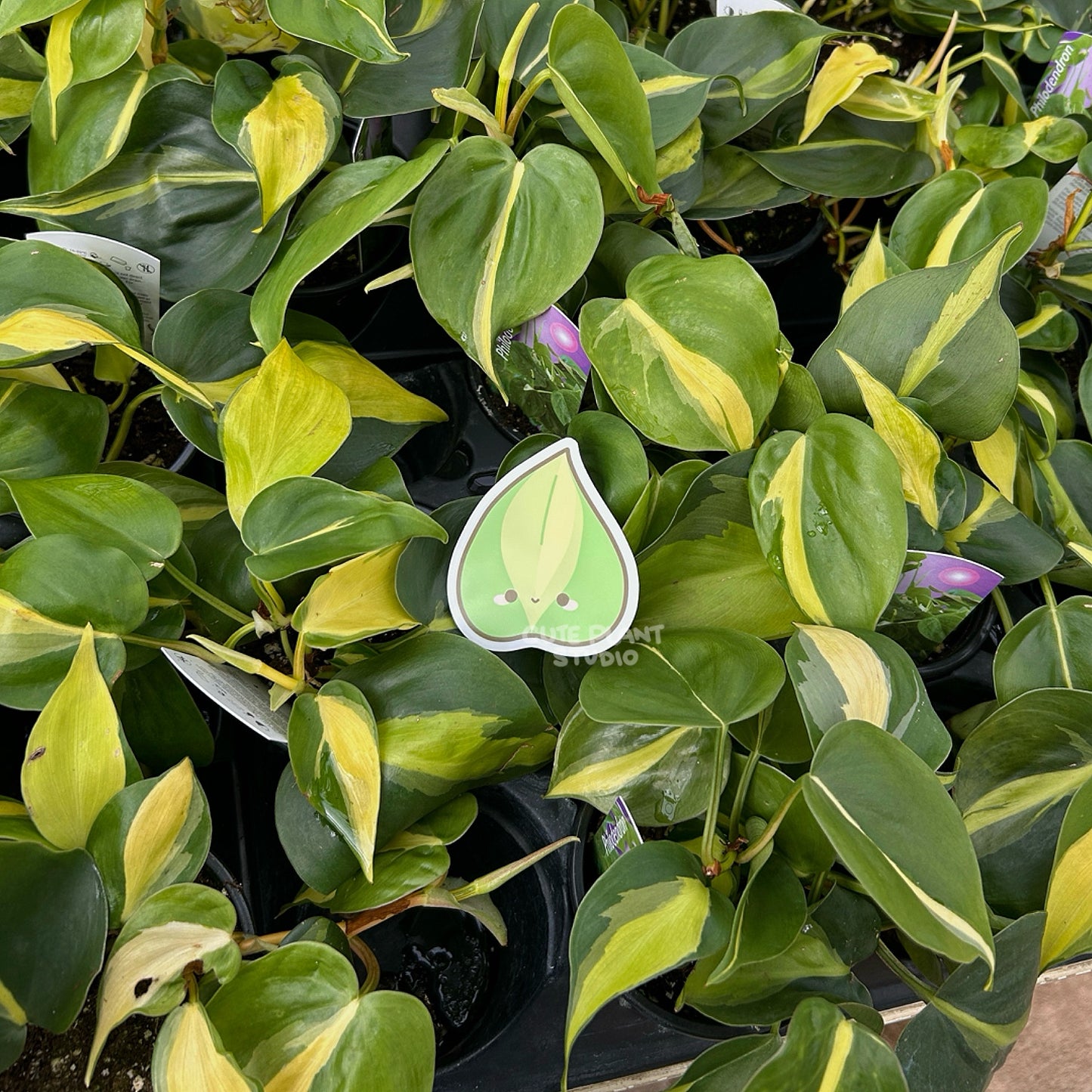 Philodendron Brasil Sticker