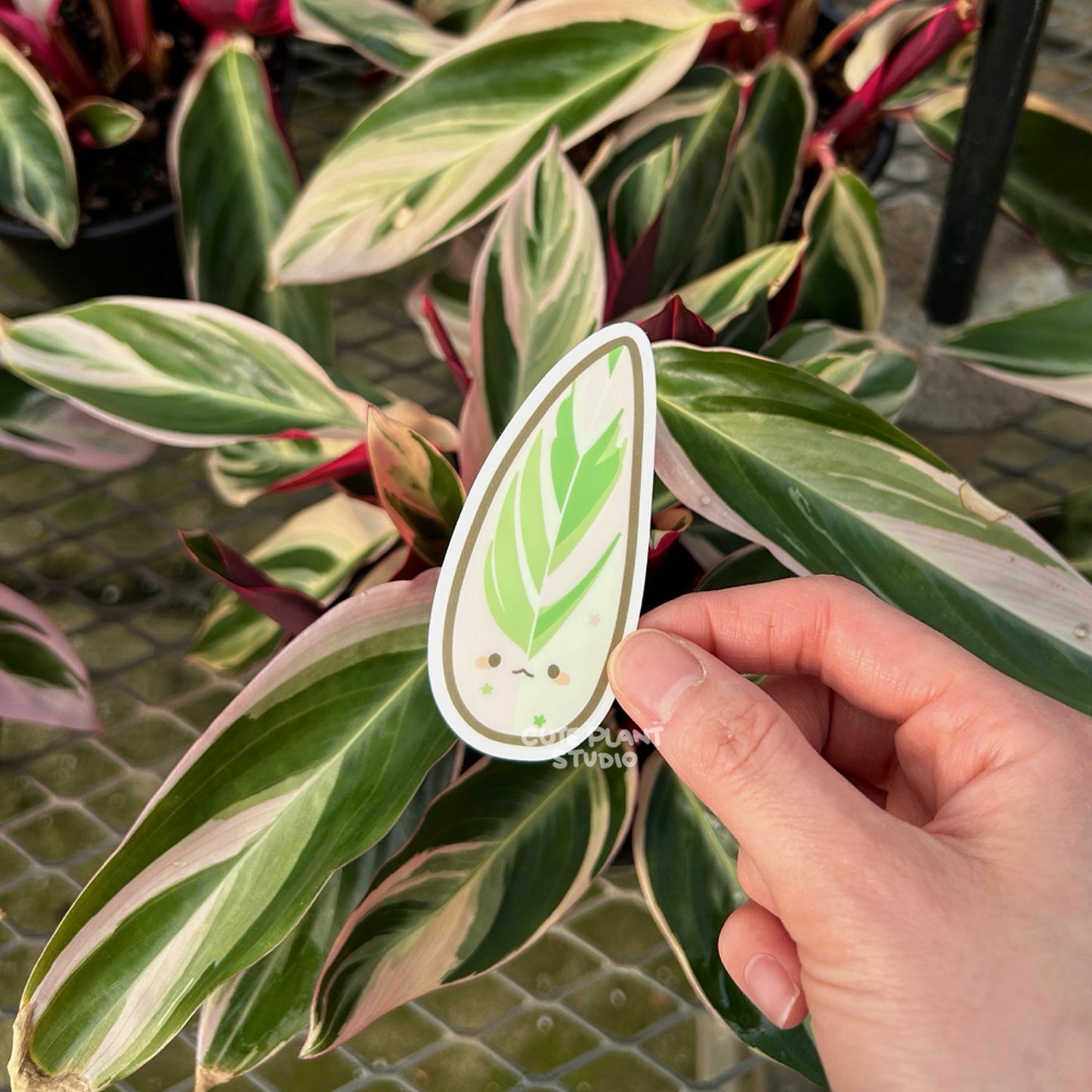 Stromanthe Triostar Sticker